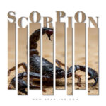 دستبند عقرب|دستبند چشم ببر|خواص سنگ چشم ببر|خرید سنگ چشم ببر